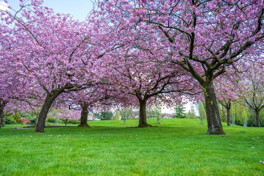 Soft pink cherry blossoms