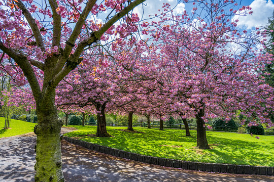 Soft pink cherry blossoms