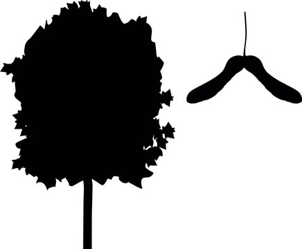 Maple tree silhouette and maple seed samara icon set