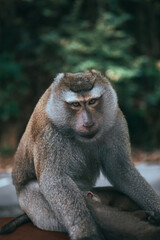 Fototapeta premium Portrait of a Southern pig-tailed macaque sitting against a bokeh nature background in the wild. 