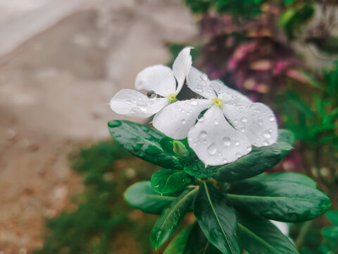 Delicate white vinca flowers adorned with glistening water droplets after a refreshing rainfall in a garden setting