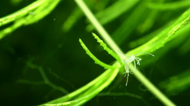 Hydra locomotion &ndash; Extreme macro showing hydra reattaching its basal disc to a surface after movement, highlighting adhesion, stability, and natural locomotion in a freshwater setting. 