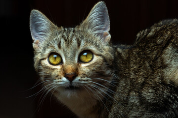 Fototapeta premium Close up portrait of tabby cat with glowing yellow eyes on dark background intense gaze domestic animal