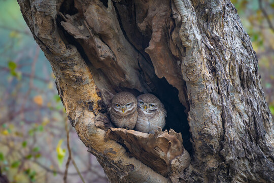 Pair of spotted owlets nestled inside a tree cavity at Keoladeo National Park, captured in soft natural light, showcasing an intimate and charming wildlife moment.