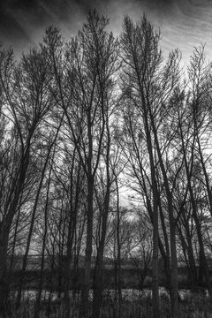 Bosque en blanco y negro