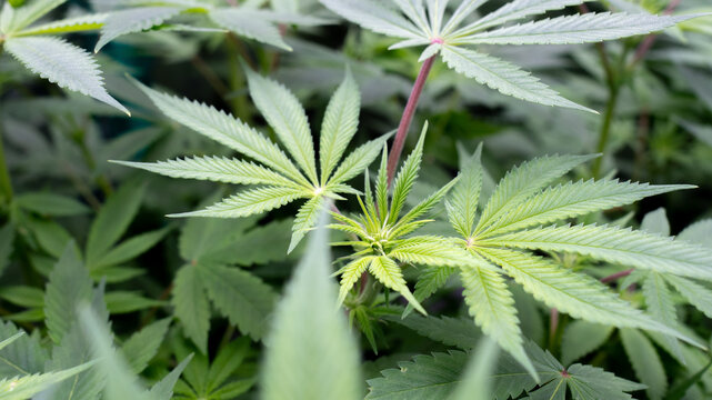 Weed 
