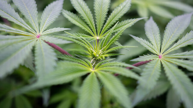 Canabis floreciendo en primavera