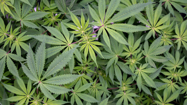 Plantas de canabis floreciendo