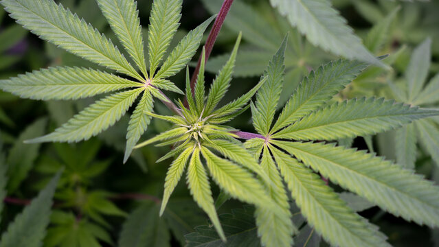 PLANTA DE MARIHUANA FLORECIENDO