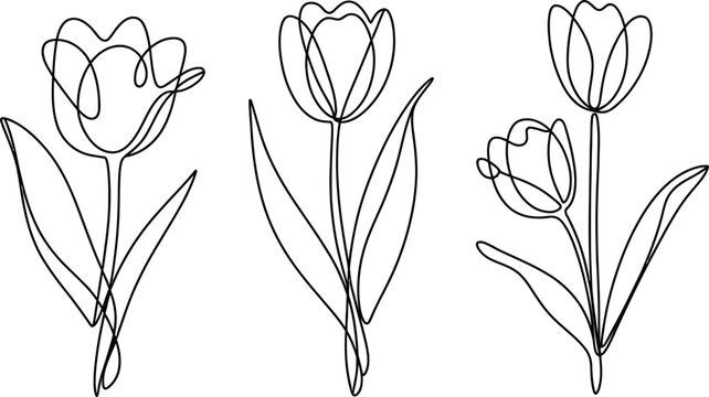 Continuous line tulip flowers vector illustration set featuring elegant floral stems in minimal single stroke style for botanical design