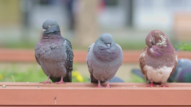 Three plump pigeons perched side by side on a wooden bench in a city park, showing calm urban wildlife behavior and soft natural colors with a blurred background and peaceful mood. 4K