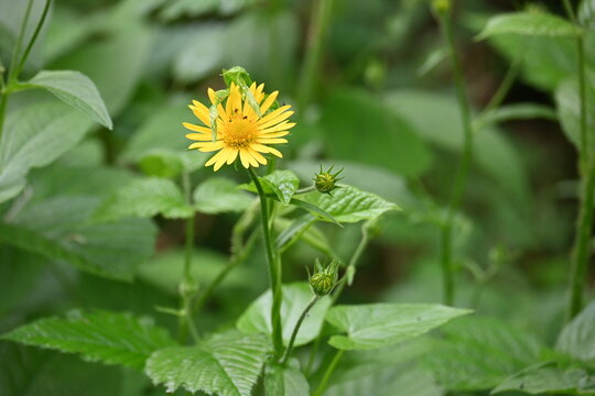 yellow inula  flower with a small insect in a green garden.
