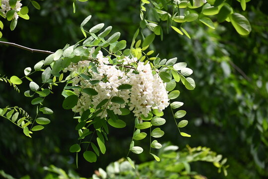 White acacia flowers blooming on a black locust tree branch.