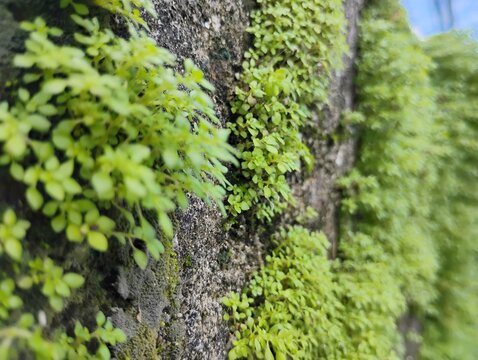 Plantas (Pilea microphylla) crescendo nas frestas do concreto 01