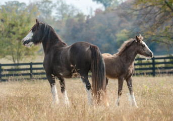 Obraz premium adult female Gypsy Vanner Horse mare with foal baby at side in field with fence
