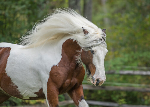 adult male skewbald Gypsy Vanner Horse stallion in action on grass field