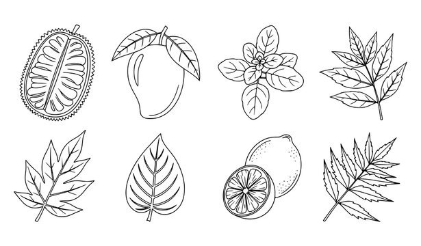 Botanical leaf outline vector set with jackfruit mango tulsi lemon and neem black and white illustration