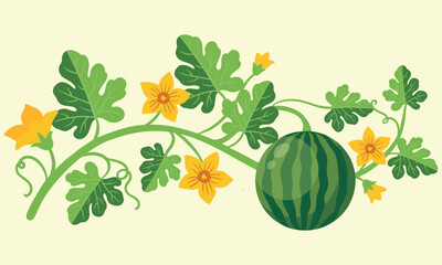 Ripe watermelon growing on a vine with green leaves and yellow flowers © Ольга Кухта