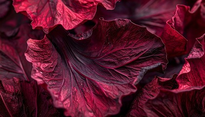Obraz premium Burgundy Bloom Close Up Captivating Details A Symphony of Red and Black Tones in Floral Arrangement Detailed Texture and Rich Colors Macro View
