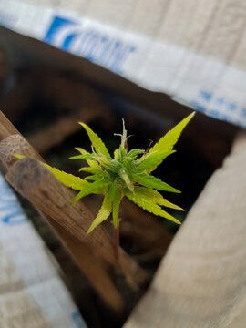 Gros plan sur une petite plantule verte