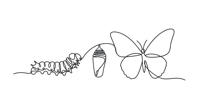 Continuous line drawing of butterfly life cycle: caterpillar, chrysalis, and butterfl