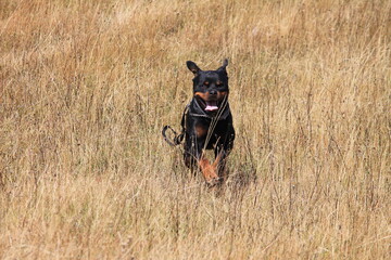 pas u trku © Ljiljana