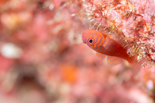 Okinawa pygmy goby (Trimma okinawae) on coral reef, macro underwater close-up, Ishigaki Island, Japan