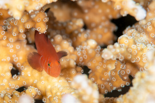 Akane coral goby (Gobiodon spadix) on coral, macro underwater, Amami Oshima Japan