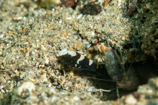 Saddled shrimp goby (Cryptocentrus leucostictus) with alpheid shrimp in burrow, symbiosis, macro underwater, Cebu Philippines