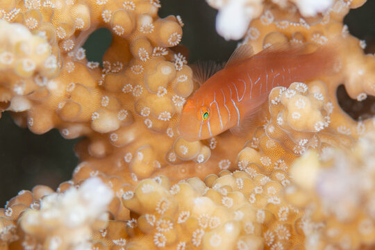 Rippled coral goby (Gobiodon rivulatus) on coral, macro underwater photography, tropical reef fish