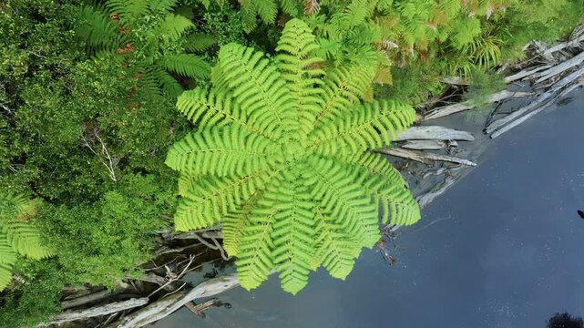 A vibrant green fern unfurls its fronds beside a dark, still body of water with fallen logs. This lush natural scene is located in Tangarakau, Manawatu-Whanganui, New Zealand.