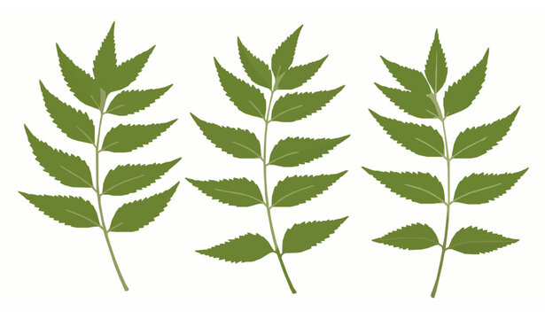Realistic neem leaves vector illustration medicinal neem plant foliage isolated on white background