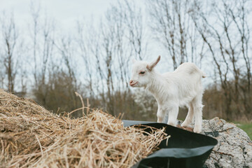 Fototapeta premium Goat, kid, standing on hay near rocks in an outdoor rustic setting, curious posture, gentle breeze, natural colors, farm atmosphere, simple countryside moment, tranquil