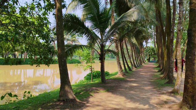 Coconut palm tree lined pathway beside water creating a peaceful tropical travel destination with symmetry and natural beauty