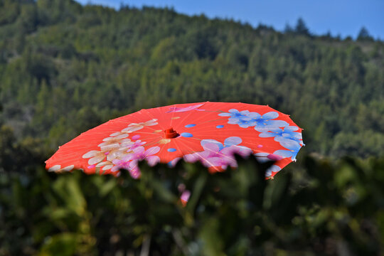 Serendipitous sighting of colorful parasol &ldquo;for the sun&rdquo; over green hedge 