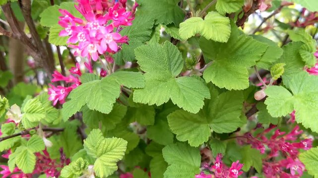 Flowering currant (Ribes sanguineum) in spring