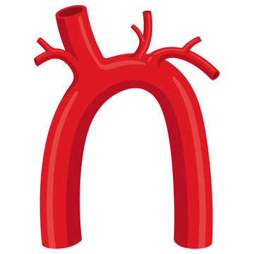aortic arch artery anatomical isolated flat vector illustration