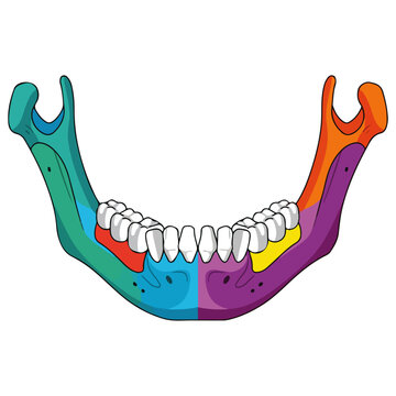 colorful lower jaw teeth mandible anatomical vector illustration