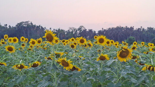 The immense beauty of a sunny sunflower field