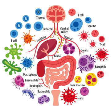 human immune system and digestive anatomy flat vector illustration