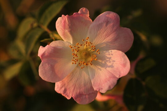 fiori di rosa canina in primavera al tramonto