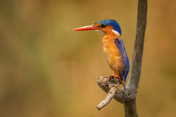 Obraz premium Malachite kingfisher perched on a branch in natural habitat in Uganda