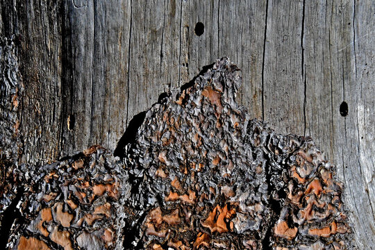 Bare weathered tree trunk and bark abstract 