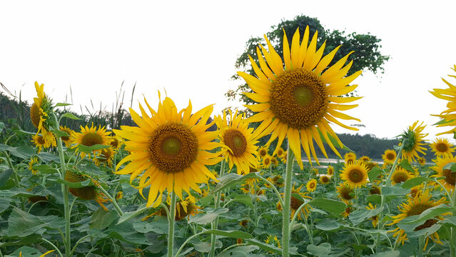 The immense beauty of a sunny sunflower field