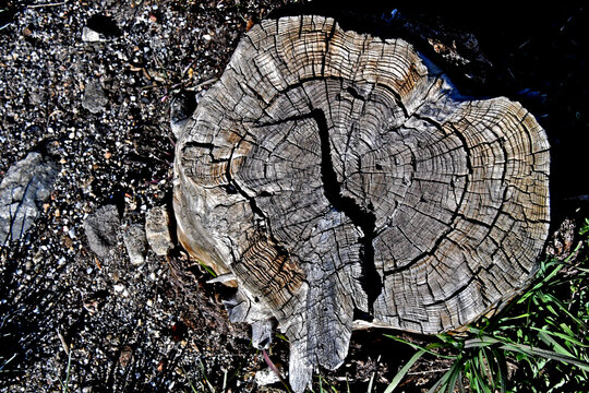 Growth ring abstract. Cut tree stump, high Sierra Nevada, California 