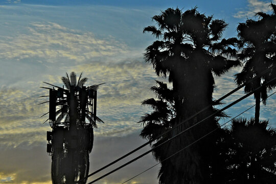 Silhouette of cell tower camouflaged as palm tree next to palm grove 