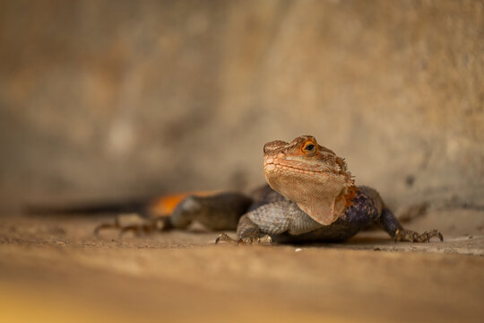 Common agama lizard resting on a stone surface in Uganda