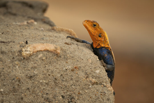 Colorful Mwanza agama lizard perched on a rock in natural habitat in Uganda