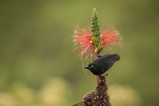 Male Vieillot's black weaver (Ploceus nigerrimus) with striking yellow eyes perched on a vibrant red bottlebrush flower. Colorful wildlife photography from Uganda with soft green bokeh background.