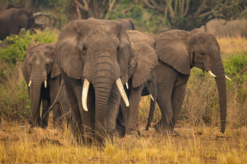 Fototapeta premium Herd of African elephants (Loxodonta africana) walking through dusty savannah at golden hour, Uganda, Africa.
